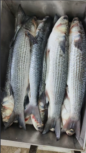 Grey Mullet