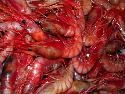 Blue and Red Shrimp – Aristeus Antennatus