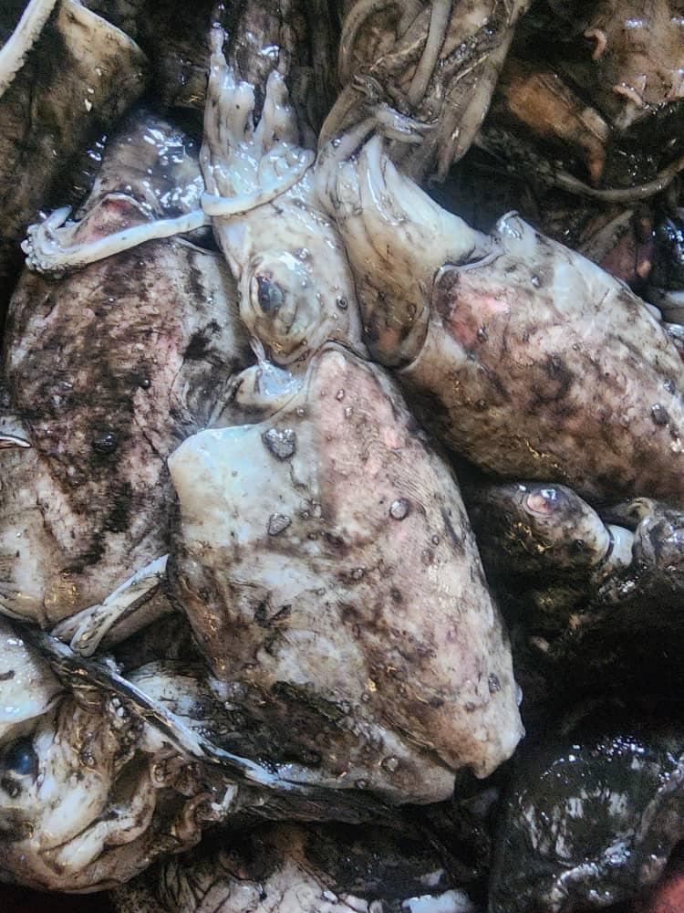 Cuttlefish – Sepia officinalis