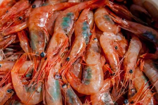 Southern Pink Shrimp (Gamba) – Penaeus notialis