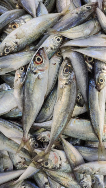 Mackerel – Scomber colias