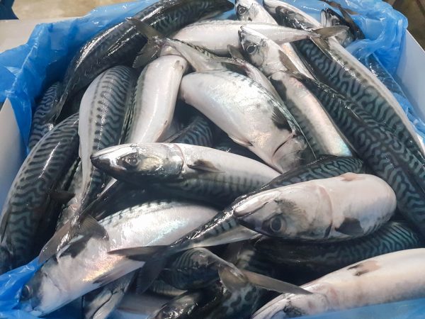 Horse Mackerel – Trachurus trachurus