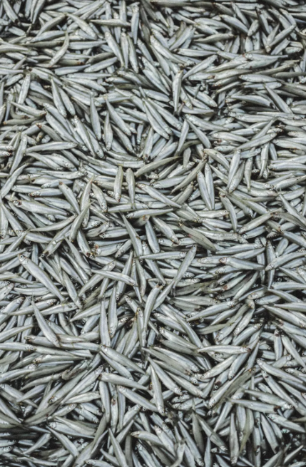 Anchovies