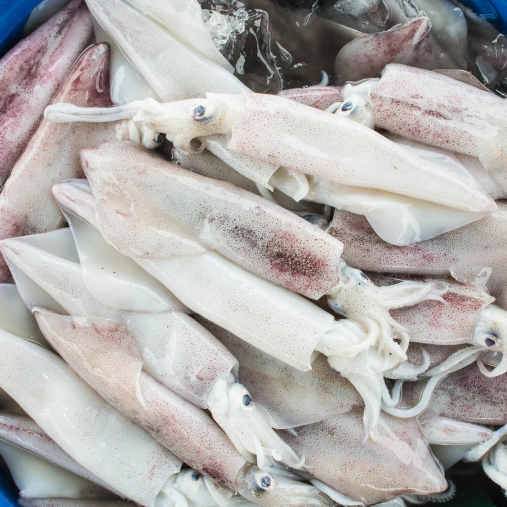 Squid
