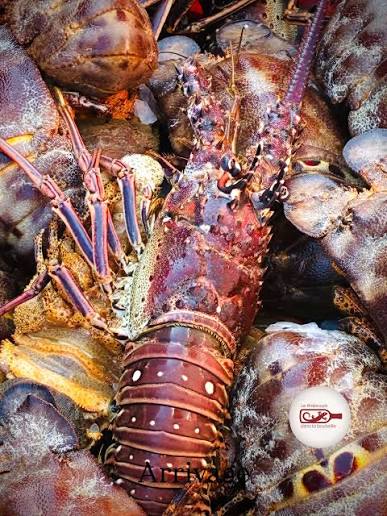 Langouste – Palinurus mauritanicus